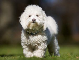 Coton de Tulear cachorro