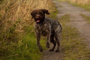 Griffon de Aponte de pelo duro