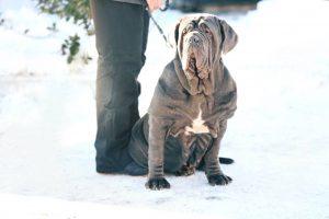 Mastim Napolitano cachorro