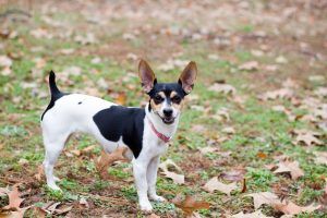 rat terrier cão