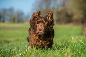 Sussex Spaniel cão