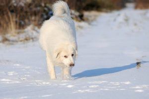 Cão de Montanha cão