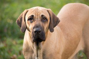 Fila brasileiro