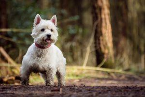 West Highlander White terrier